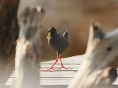 Zapornia flavirostra