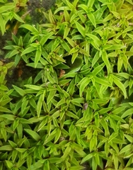 Pogonatum aloides