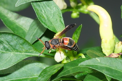 Pachodynerus erynnis
