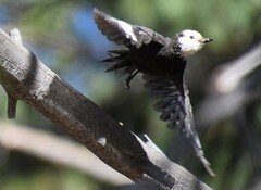 Dryobates albolarvatus