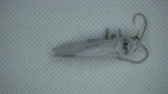 Coniopterygidae