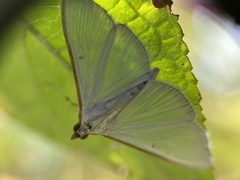 Margaroniini