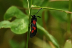 Zygaena