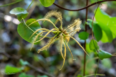 Clematis viorna