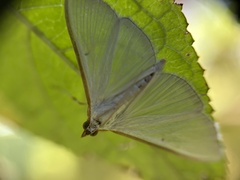 Margaroniini