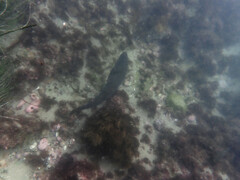 Atractoscion nobilis