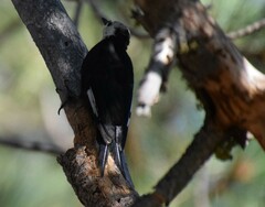 Dryobates albolarvatus