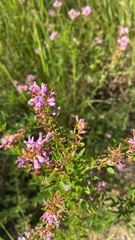 Lespedeza virginica