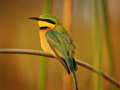 Merops pusillus argutus