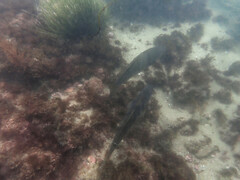 Atractoscion nobilis