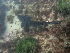 Triakis semifasciata