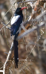 Phoeniculus purpureus marwitzi