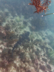 Triakis semifasciata