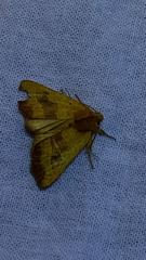 Atethmia centrago