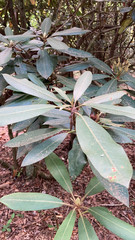 Rhododendron maximum