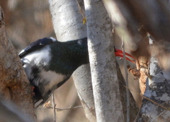 Phoeniculus purpureus marwitzi