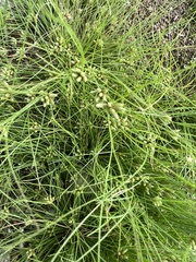 Fimbristylis vahlii