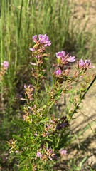 Lespedeza virginica