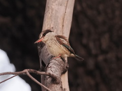 Halcyon chelicuti chelicuti