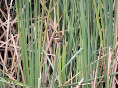 Chloroceryle americana