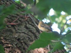 Setophaga caerulescens