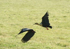 Theristicus melanopis