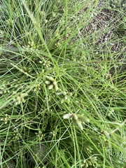Fimbristylis vahlii
