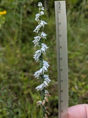 Spiranthes lacera