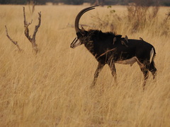Hippotragus niger niger