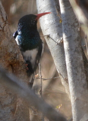 Phoeniculus purpureus marwitzi