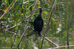 Microcarbo pygmaeus