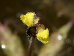 Utricularia muelleri