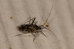 Phytocoris