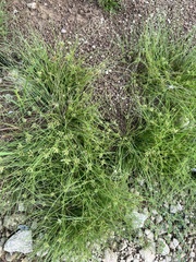 Fimbristylis vahlii