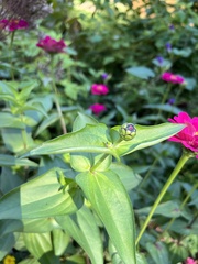 Neotephritis finalis