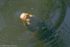 Cyprinus rubrofuscus