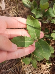 Quercus coccifera