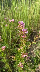 Lespedeza virginica