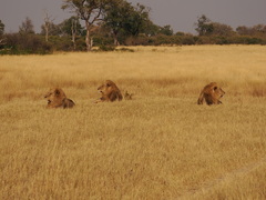 Panthera leo melanochaita