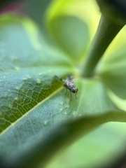 Neotephritis finalis