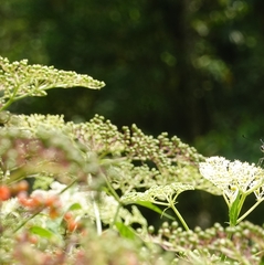 Sambucus javanica