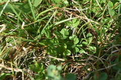 Vaccinium cespitosum