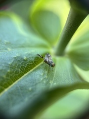 Neotephritis finalis