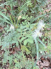Desmanthus velutinus