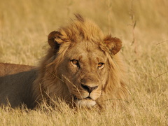 Panthera leo melanochaita