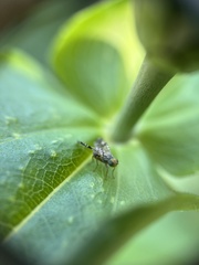 Neotephritis finalis