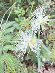 Desmanthus velutinus