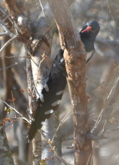 Phoeniculus purpureus marwitzi