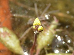 Utricularia muelleri