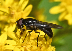 Cheilosia